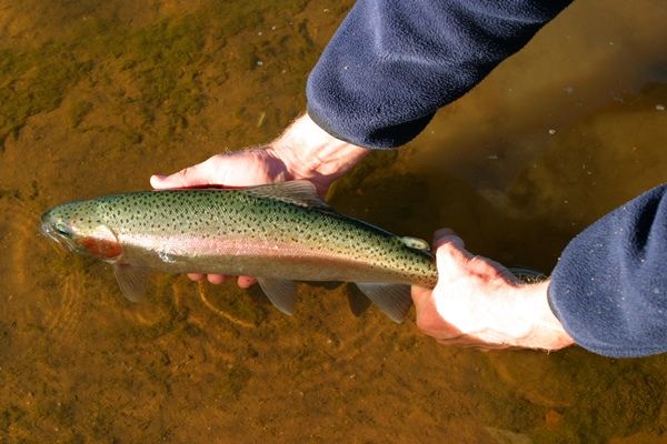 Trout are a hard fighting great tasting fish that are well worth learning how to catch
