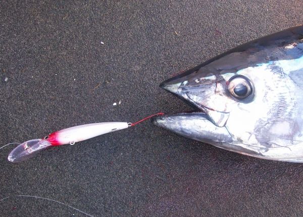 A Tassie Bluefin tuna caught using the new assist hook style set up.