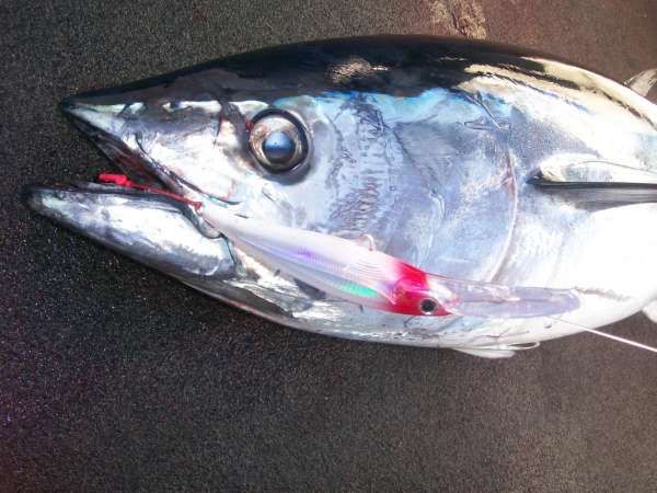 GOTCHA: Rigging single hooks on deep diving lures without using split rings has huge advantages
