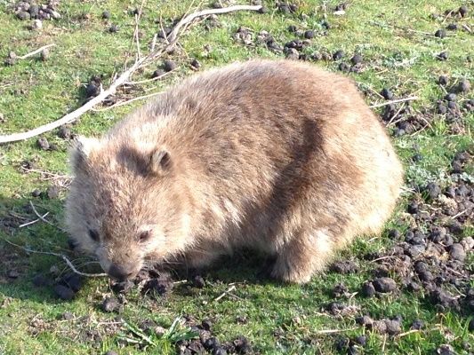 ...and wombats can’t take selfies so we didn’t want to leave this cute fella out