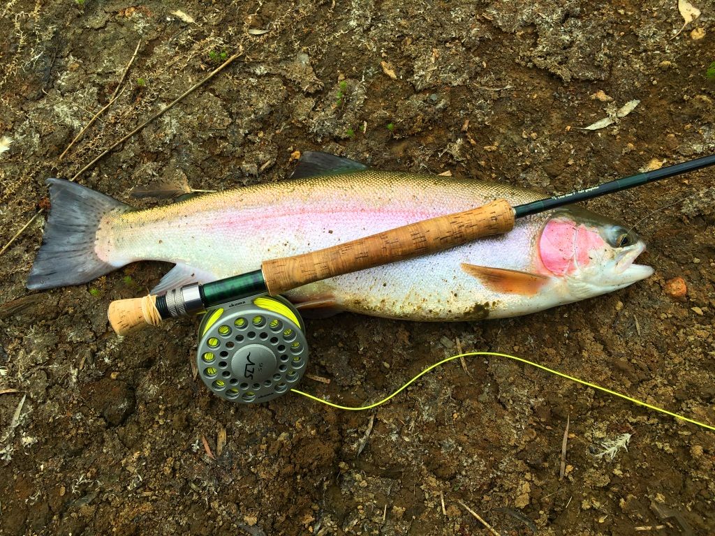 The rainbows, browns and salmon all respond to dry flies!