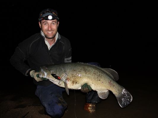 Murray cod – King of the river, king of the night