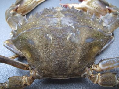 A close-up of the Asian paddle crab found in Matilda Bay last month, which when first caught was described as light tan in colour. Note the sharp spines between the eyes and the six spines down each side of the crab.