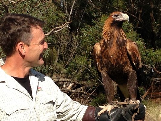 Holding a Wedge Tailed eagle at Raptor Domain was a highlight for Rob