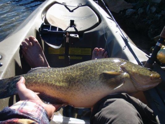 One of Rob Black's nice Murray Cod from the Yass River