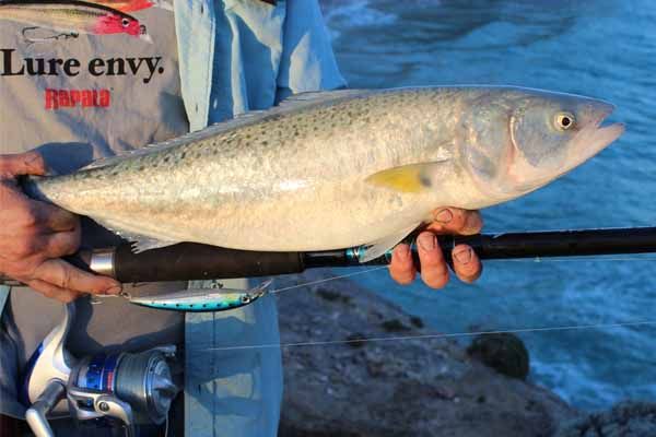 Australian Salmon are a mainstay of local surf beach anglers