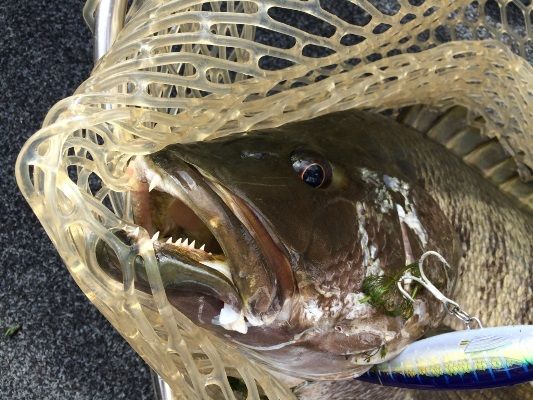 PNG Black Bass are the meanest lure crunching, rod breaking, ego shattering fish on the planet...nothing can prepare an angler for them...as Rob will find out