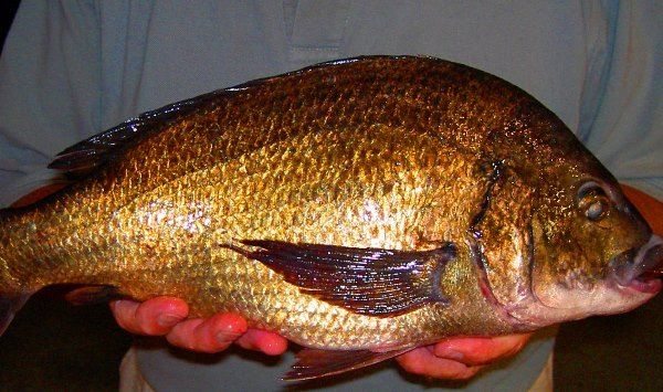 Mallacoota is famous for its fishing including MASSIVE black bream