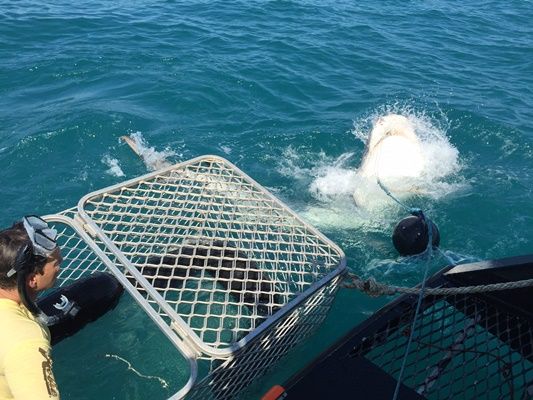 Along with some deep sea fishing Rob also tries the all new and adrenaline pumping experience: tiger shark cage diving...and rates it very highly