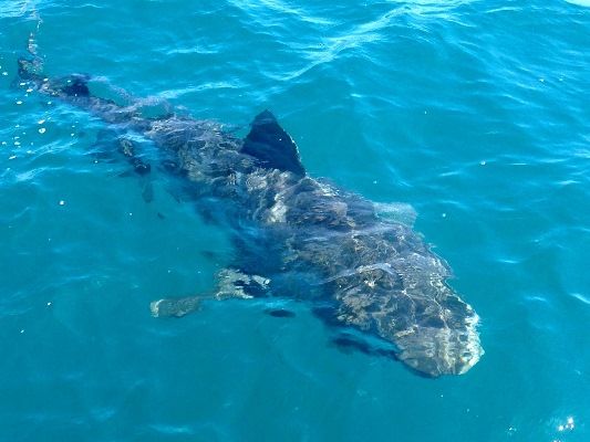 Along with some deep sea fishing Rob also tries the all new and adrenaline pumping experience: tiger shark cage diving...and rates it very highly