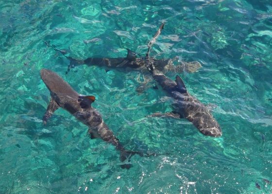 Sharks were everywhere this trip, which made Rob wonder if it stopped convicts trying to escape