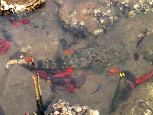 Spot the fish: Sight Fishing for flathead is yet another good option