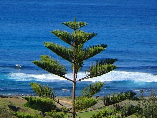 Early settlers thought the native Norfolk Pine Trunk would be a brilliant ship mast material...but it proved too weak, possibly due to the limbs joining all in the one place