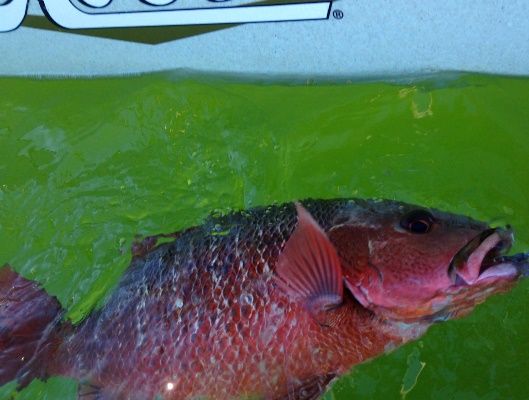 Mangrove Jack can be found through out the Noosa River and Its tributaries