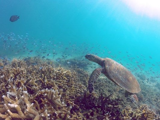 A bit of exploring yields the sight of some magnificent turtles amongst some very rare estuarine Coral