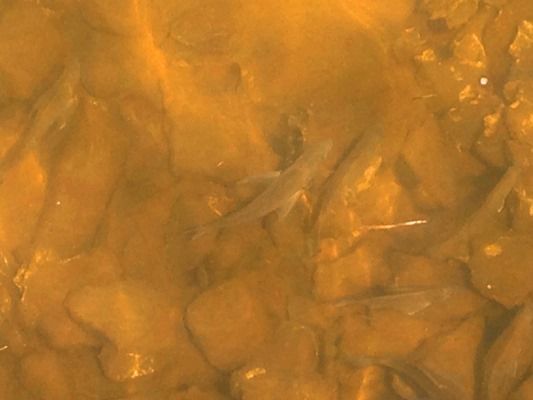 I can’t tell you how many anglers walked straight past these big bream because they didn’t have purpose built fishing eye wear