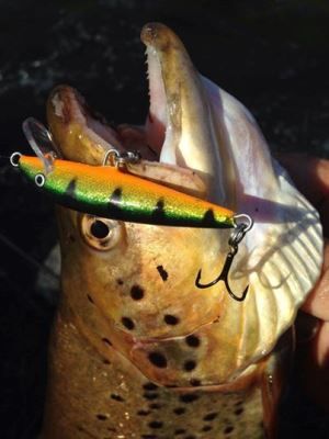 Wild Spawned fish and fish stocked at small sizes, like this cracker caught by Scott Gray, are harder to tempt than large ‘stockys’