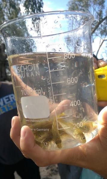 Golden Perch fingerlings ready for release into the wetland