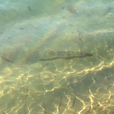 Being in an upright position with smooth quite power allowed me to sneak up on lots of fish...like this big flatty in the shallows