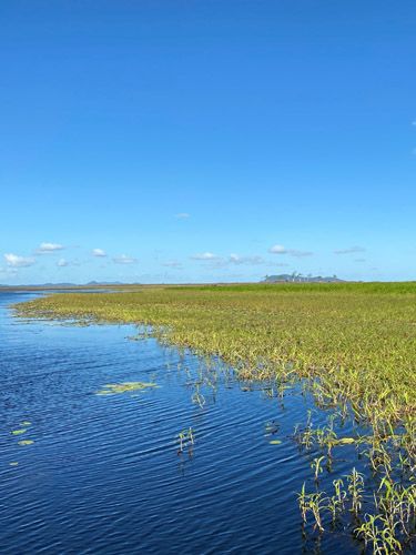 Barra grow fast in the fertile waters