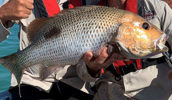 Golden Snapper are a regular catch and are un-beatable table fish.