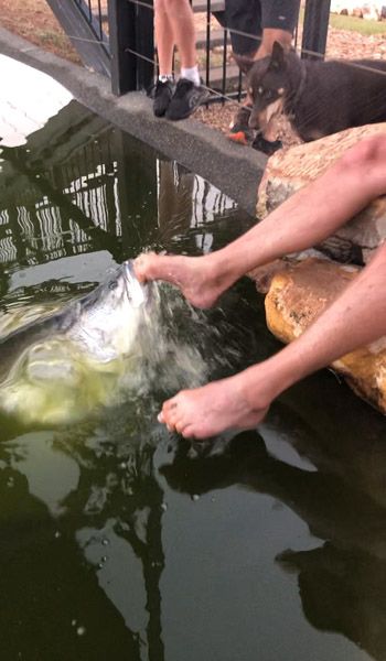 If you’ve hand fed Barra try the Toey.  PS they have no teeth but it’s still nerve wracking fun!