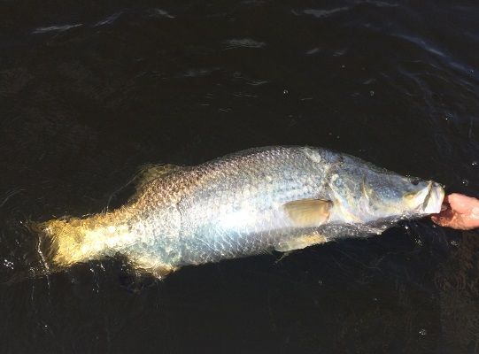 Another ‘pest’ barra