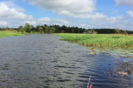 Finding floodplain outflows was the key to landing big bass on this trip:  more bass and less snags for them to dust you up on