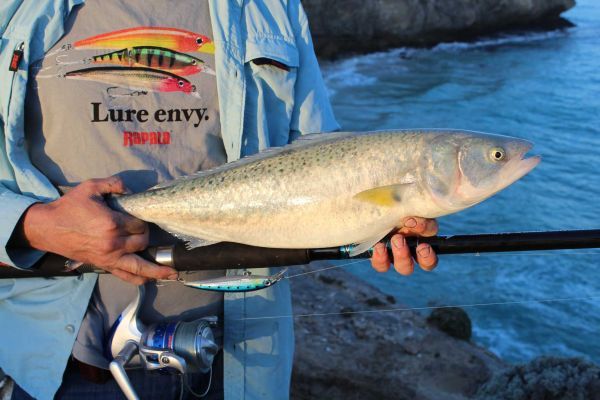 Australian Salmon