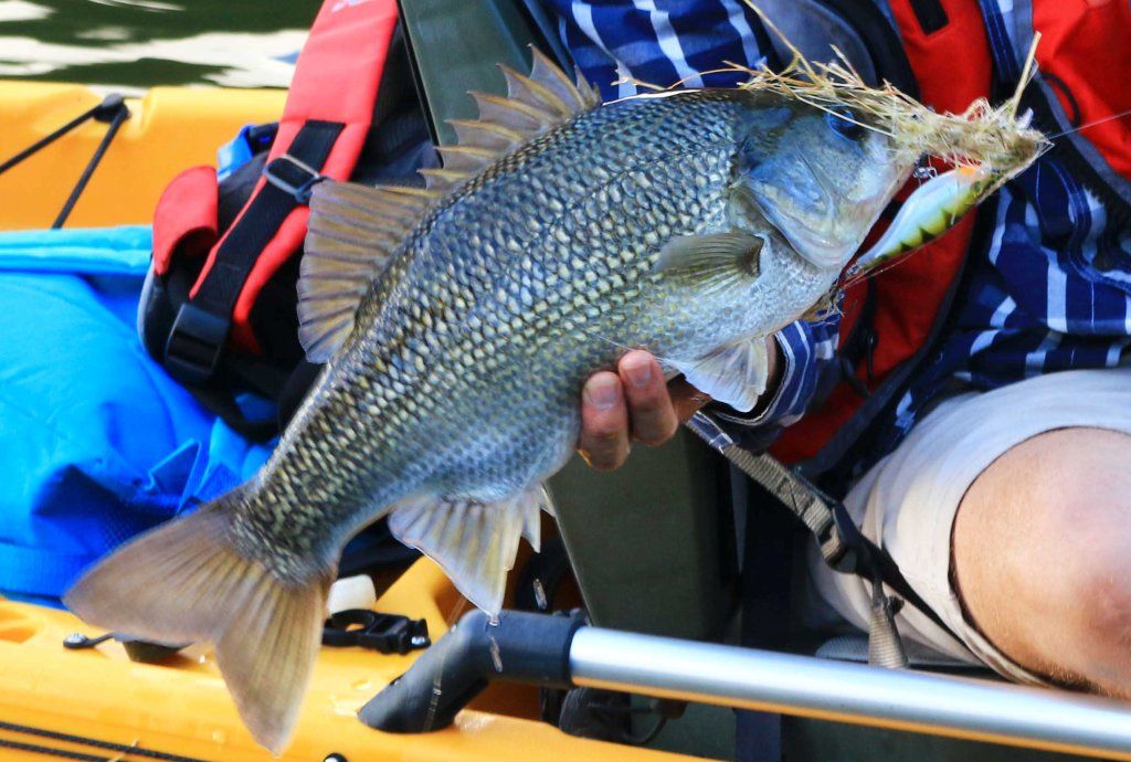 These Impoundment bass are fat and fight HARD.