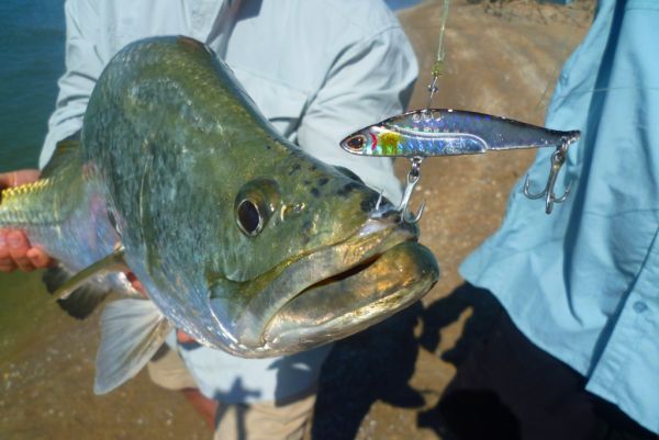 25 gram Storm Tetujin is this years hottest lure for deep water barra