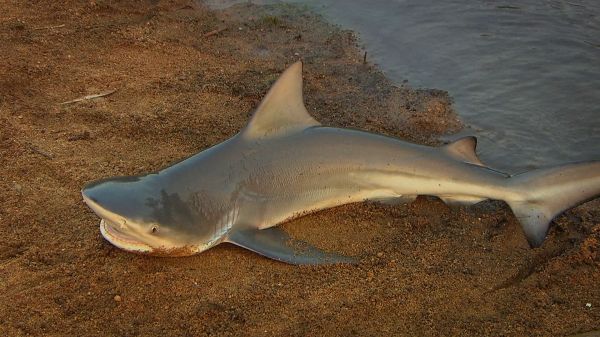 Bull Shark