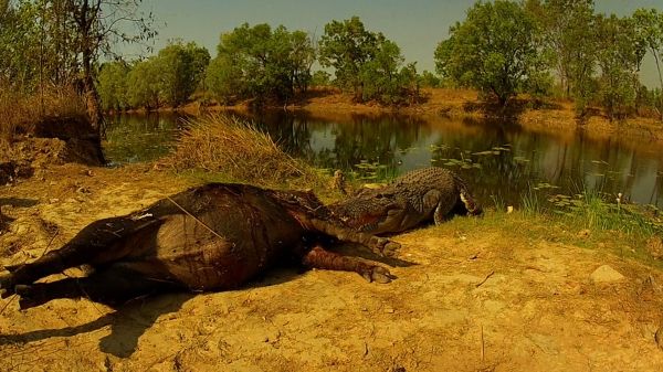 Croc with dead pig