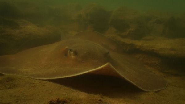 Whip Ray