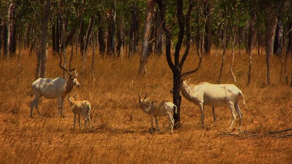 Mary River Station Wildlife