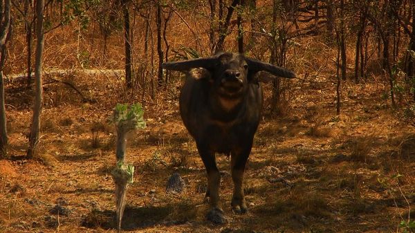 Water buffalo