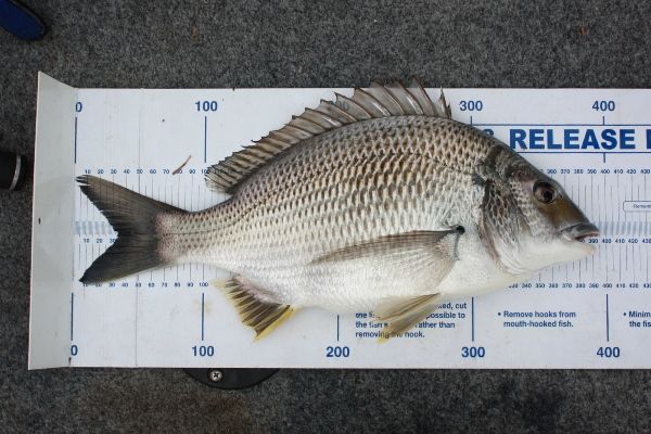 5cm bream Graham Fifield Wallaga Lake