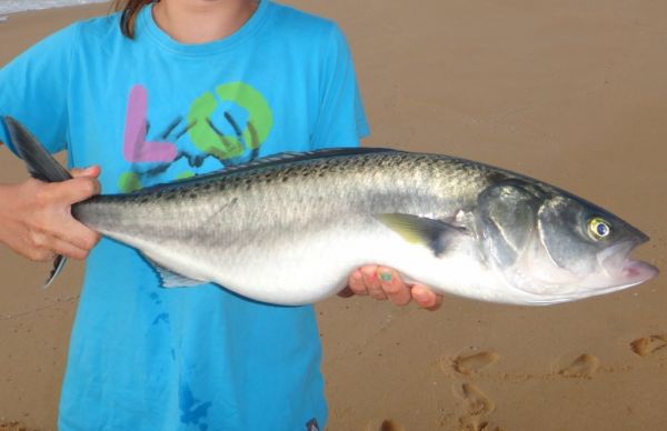 Australian Salmon