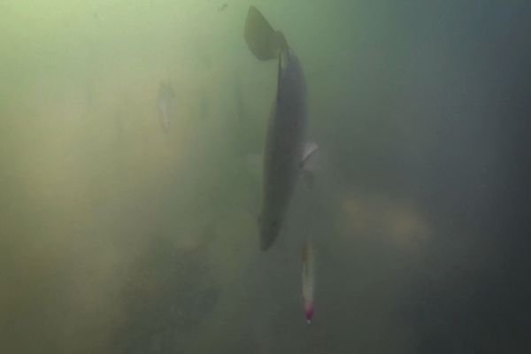 Barramundi filmed with Trollpro down rigger