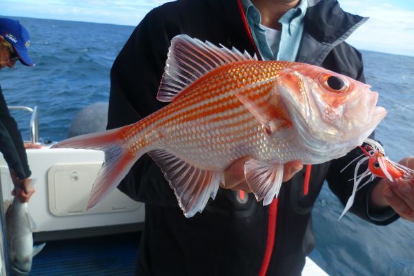 Bight Redfish