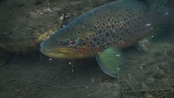 Brown Trout