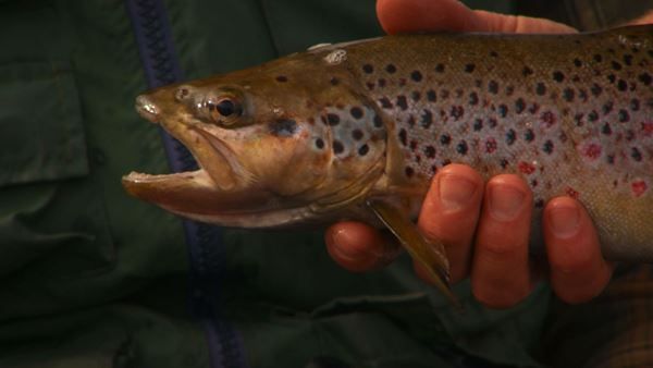 Brown Trout caught Lake Lee