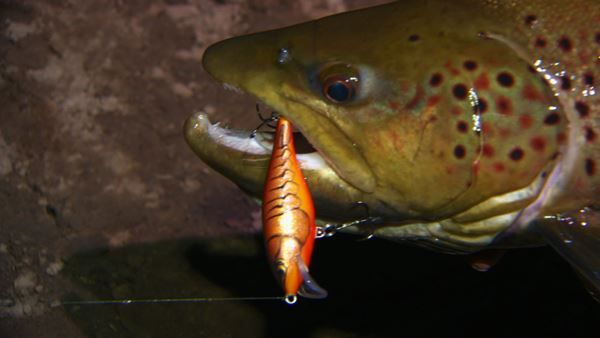 Brown Trout caught at night