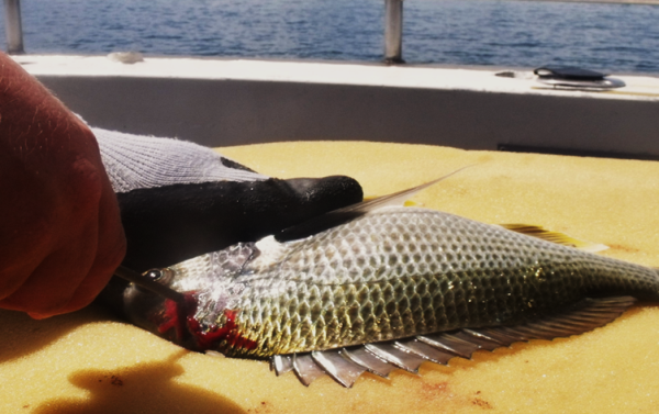 Caption 2: A bream subdued on foam and handled with a glove is much easier to deal with – No matter if fishing from a boat, a beach or a rock wall