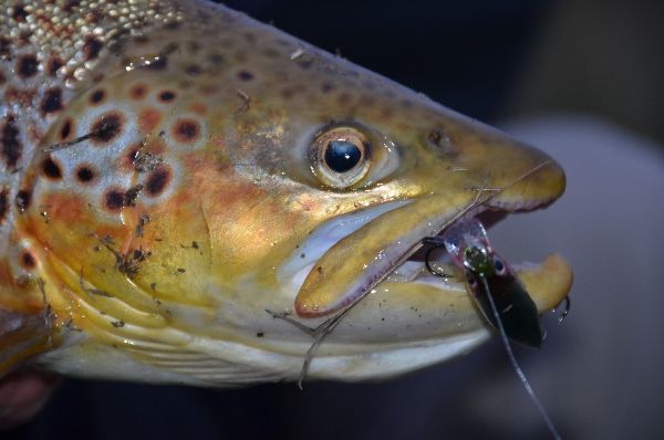 Big brown trout Rapala