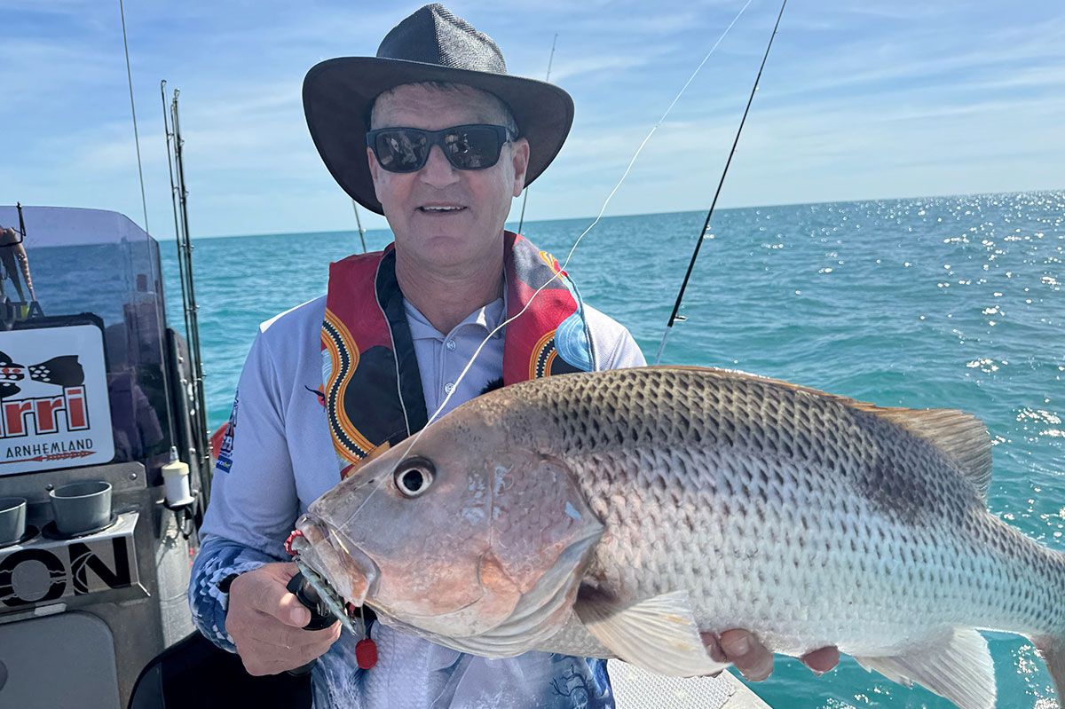 Dhipirra Golden Snapper