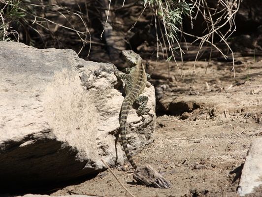 Dinner_Surface lures imitate common prey like water dragons
