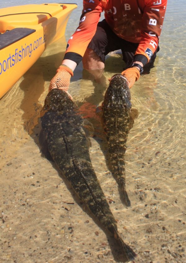 Dusky Flathead