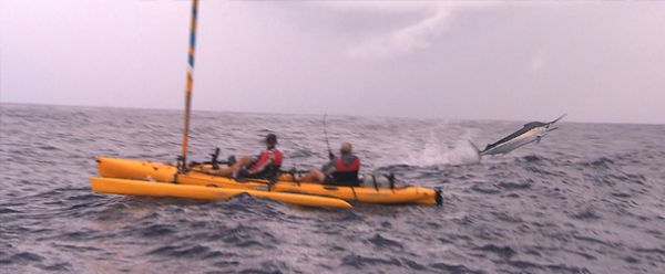 Sail Yak Marlin - 2011