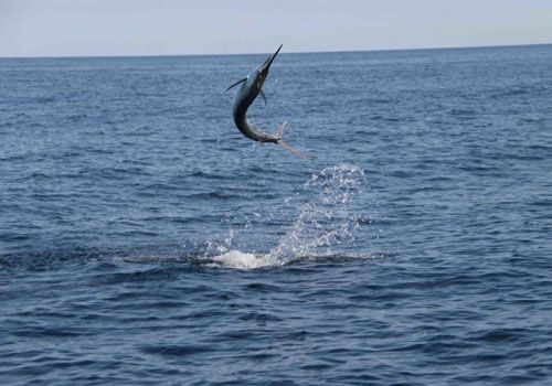 …the fastest fish on earth